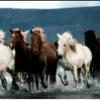 закуп лошадей и сельхоз животных  в Новосибирске