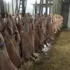приобретем мясо ягненка на экспорт в Новосибирске