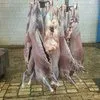приобретем мясо ягненка на экспорт в Новосибирске 2