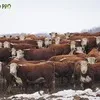 бычки на откорм  в Новосибирске 5