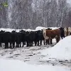 бычки на откорм  в Новосибирске 7