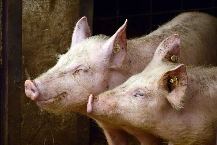 Африканская чума выкосила свиней в Новосибирской области