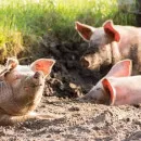 Благодаря запуску новых мощностей Кудряшовского свинокомплекса в Новосибирской области выросло поголовье свиней