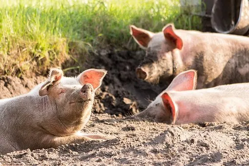 Благодаря запуску новых мощностей Кудряшовского свинокомплекса в Новосибирской области выросло поголовье свиней