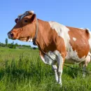 Мяса и молока станет больше из-за инвестпроектов в Новосибирской области