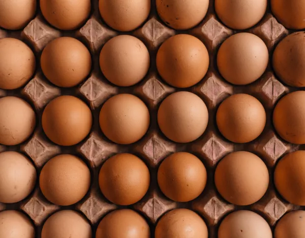 В Новосибирской области резко сократилось производство куриного яйца