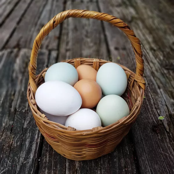 В Новосибирской области в 2023 году может снизиться производство яиц