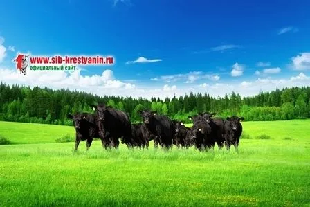 фотография продукта КРС (Быки, нетели, телки, телята) лошади