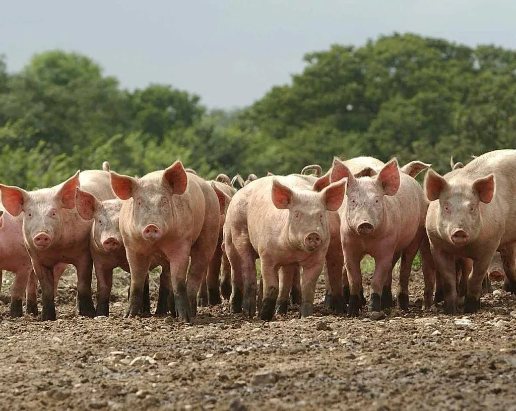 фотография продукта свиньи живок НСО до 1000голов