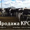 продаем КРС опт Живым весом по РФ и СНГ в Набережные Челны
