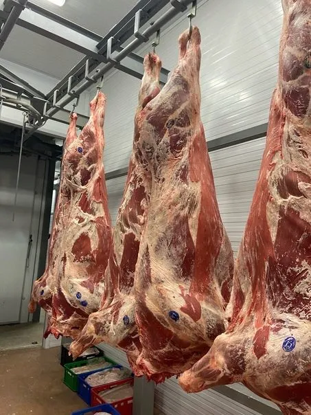 мясо говядины в полутушах оптом в Новосибирске