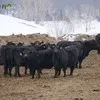 бычки на откорм  в Новосибирске 2