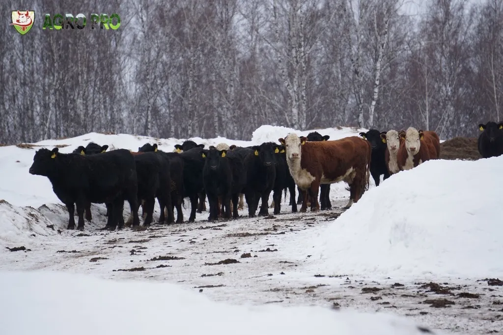  Тёлки   Нетели мясных пород в Новосибирске 7