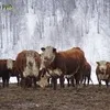  Тёлки   Нетели мясных пород в Новосибирске 4