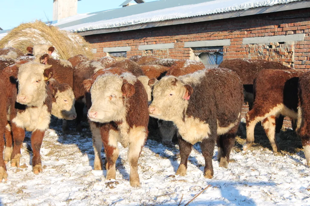 продаем бычков мясных пород в Новосибирске 4