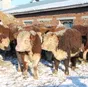 продаем бычков мясных пород в Новосибирске 2