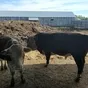 продаем бычков мясных пород в Новосибирске 2