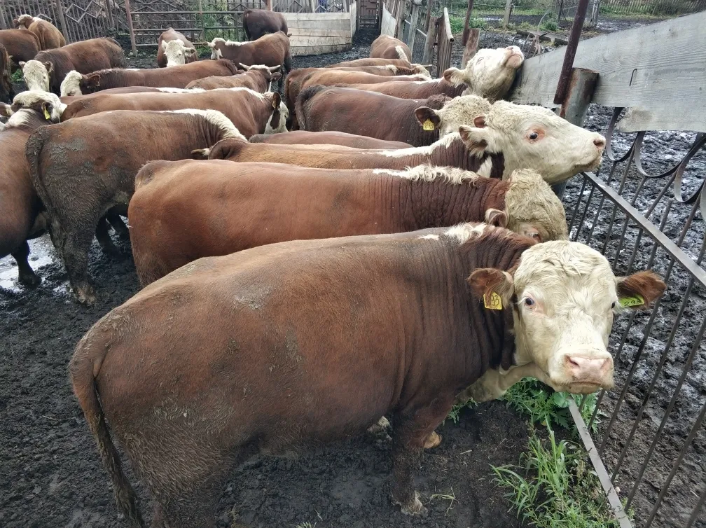 продаем бычков мясных пород в Новосибирске