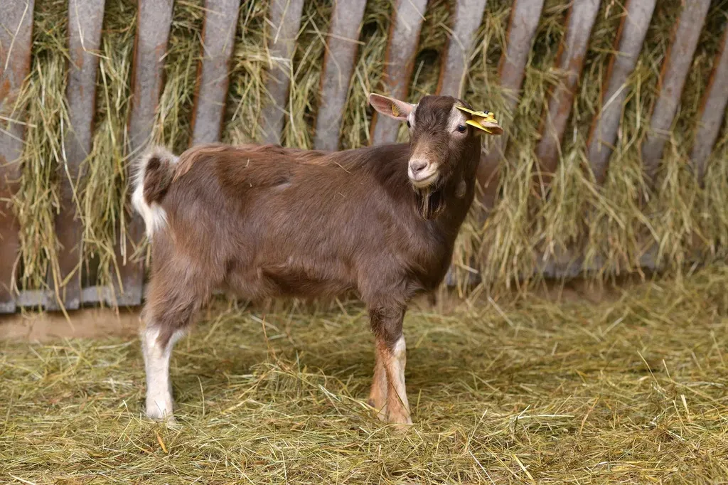 Фотография продукта Тоггенбурские козы