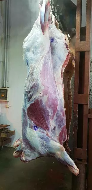 мясо говядина замороженное, охлаждённое. в Новосибирске и Новосибирской области 2