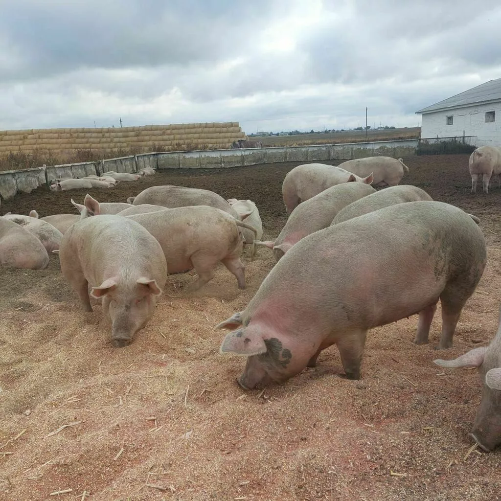 Фотография продукта Свиньи, свиноматки с комплекса